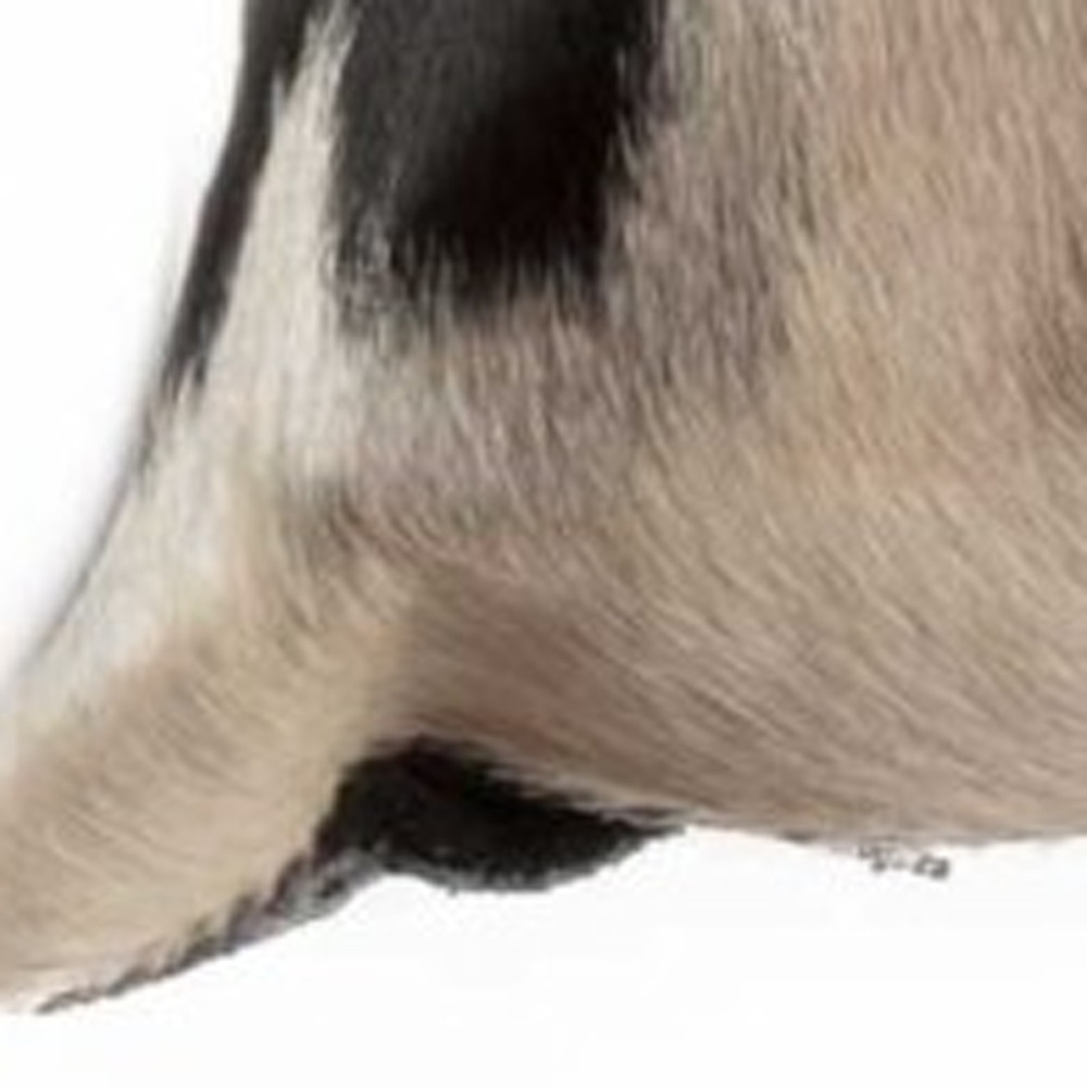 18" Black and White Cowhide Throw Pillow - Image 4