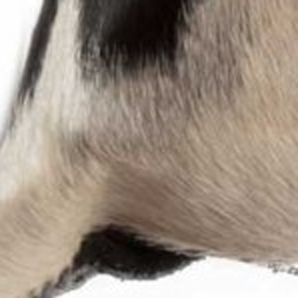 18" Black and White Cowhide Throw Pillow - Image 5